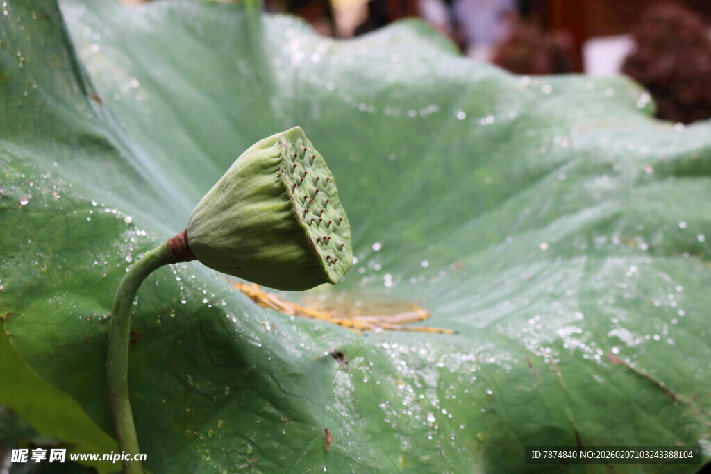 含苞待放的荷花