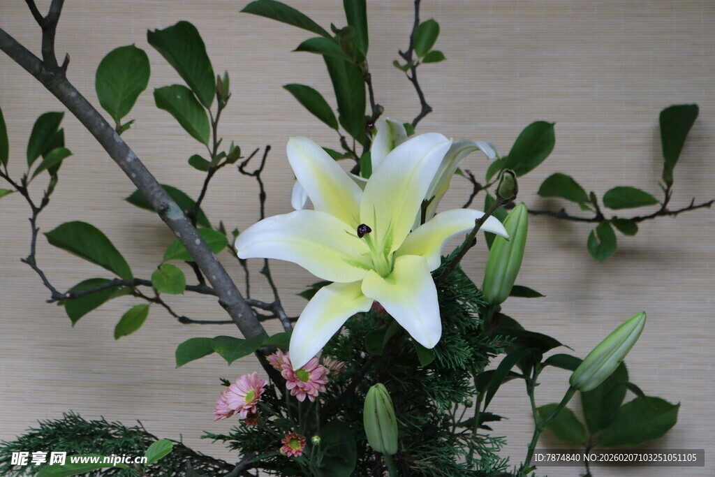 白色百合与绿植组合插花