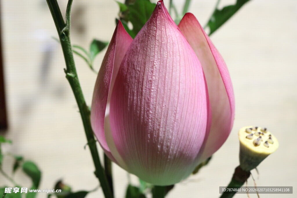 含苞待放的粉嫩荷花