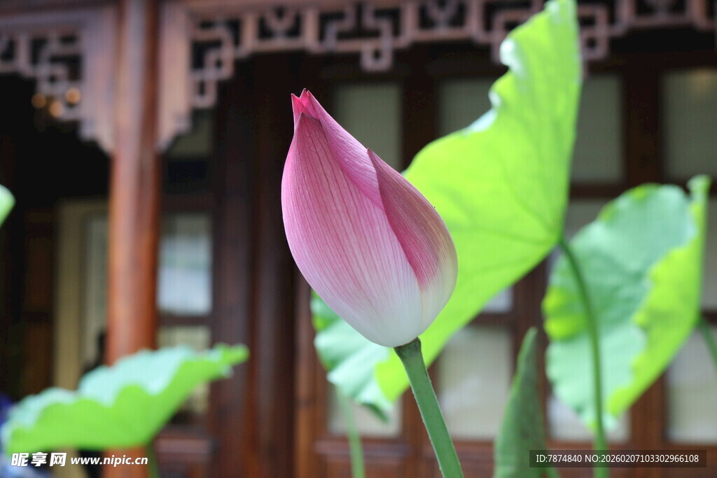 中式窗前绽放的娇艳荷花