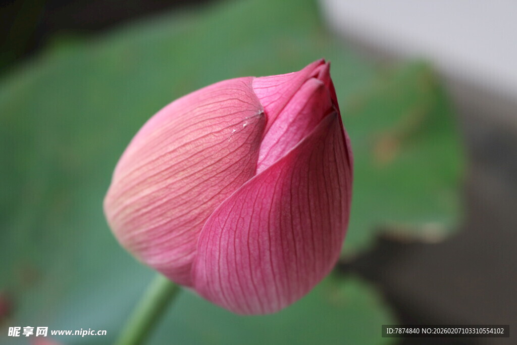 娇艳欲滴的粉色荷花