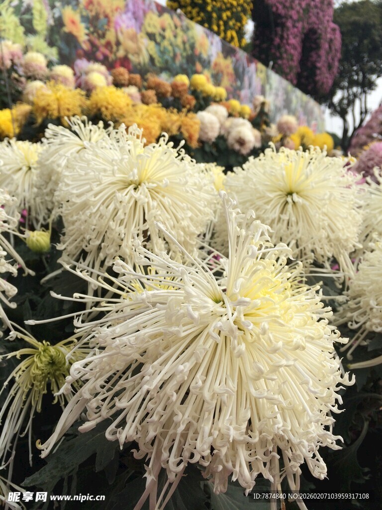 美丽绽放的白色菊花