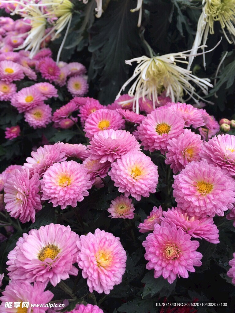 粉色雏菊绽放的美丽景象