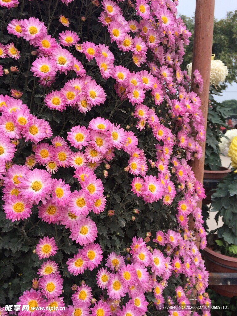 艳丽多彩的菊花绽放