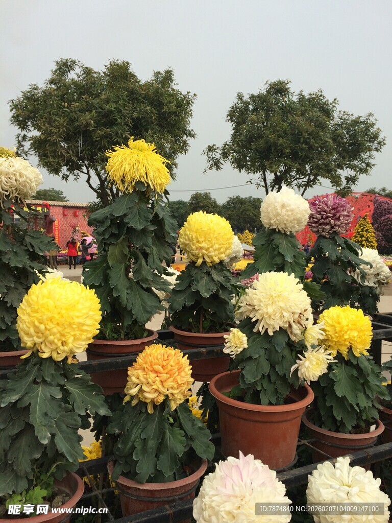 盆栽菊花绽放 色彩明艳