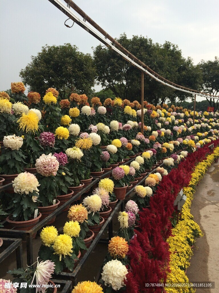 多彩菊花花海景观