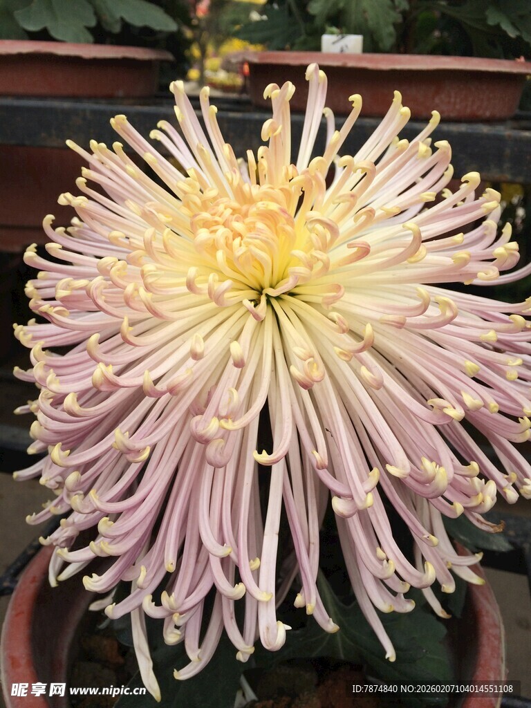 淡紫色丝状菊花特写