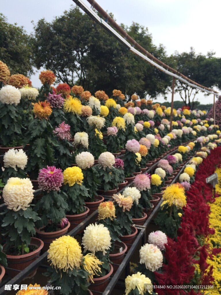 多彩菊花花海盛放