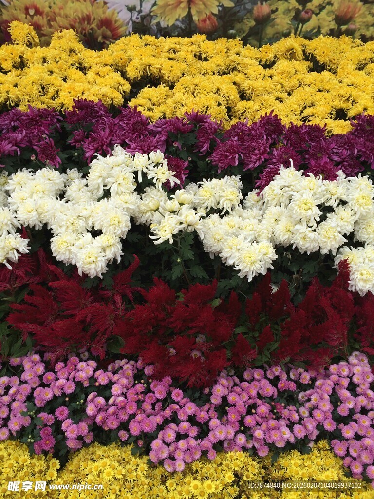 多彩花卉组成的绚丽花景