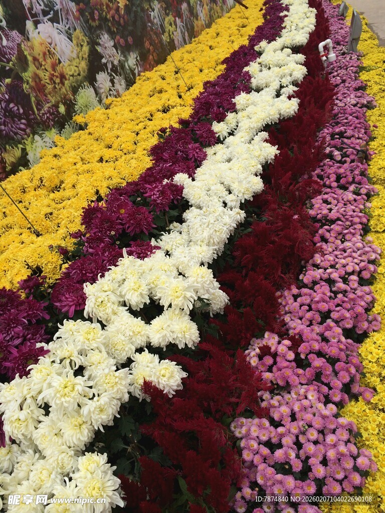 多彩菊花花海景观