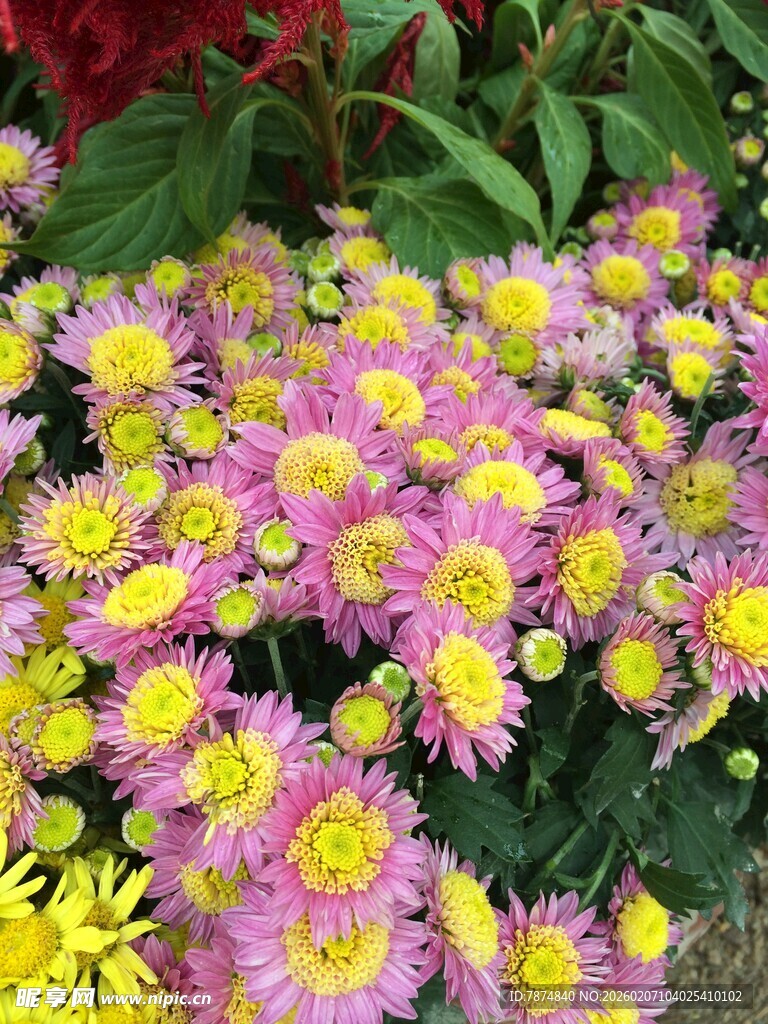 多彩菊丛绽放美丽