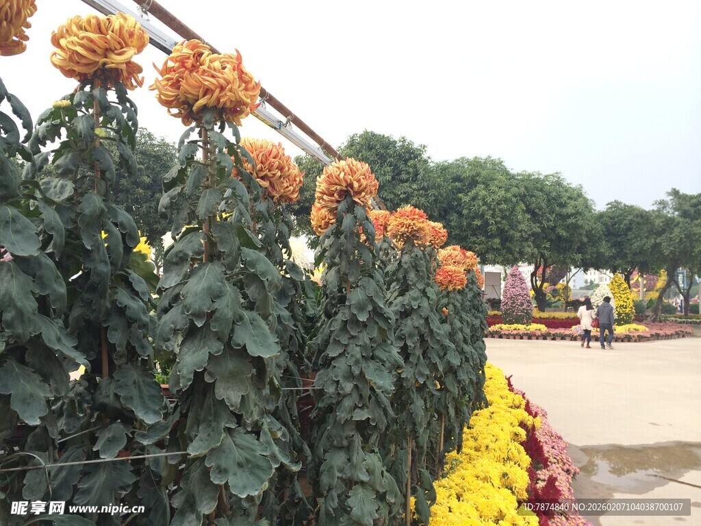 秋日菊花绽放景观