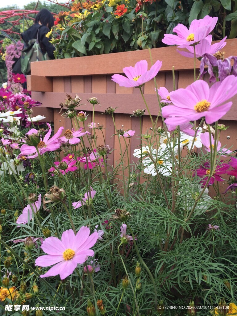 花园中的美丽波斯菊绽放