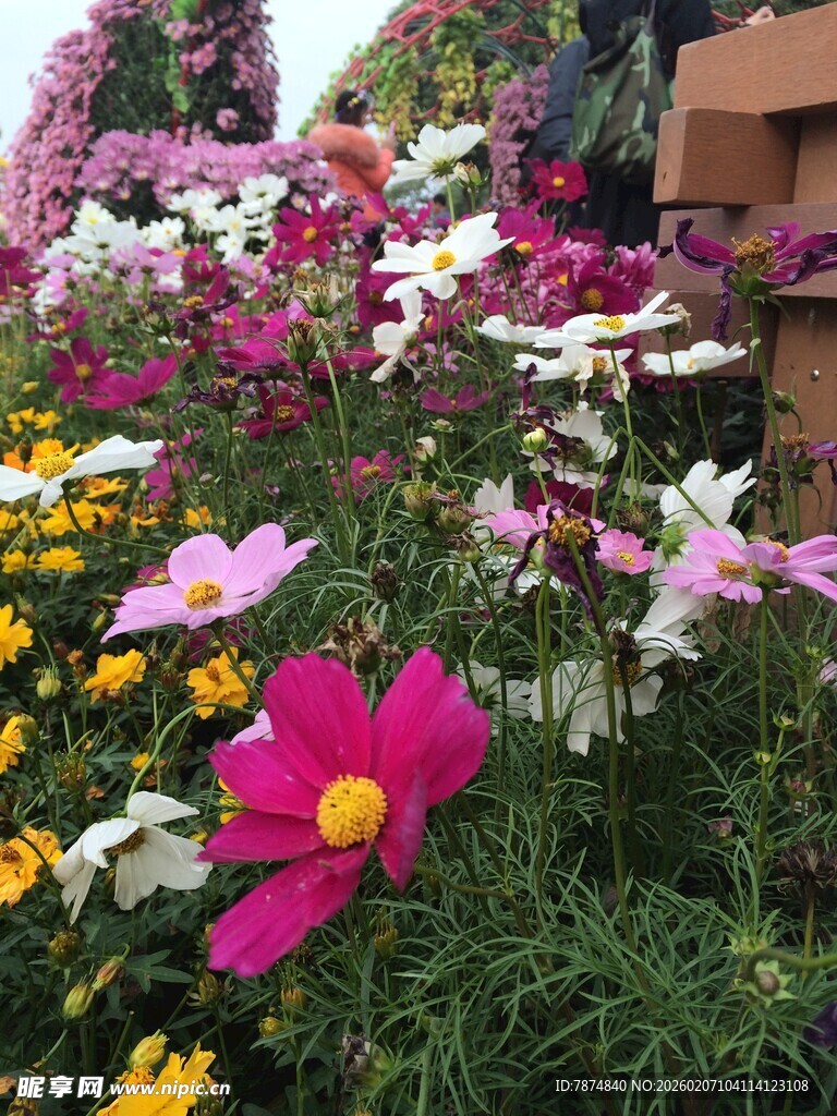 多彩花卉绽放花园