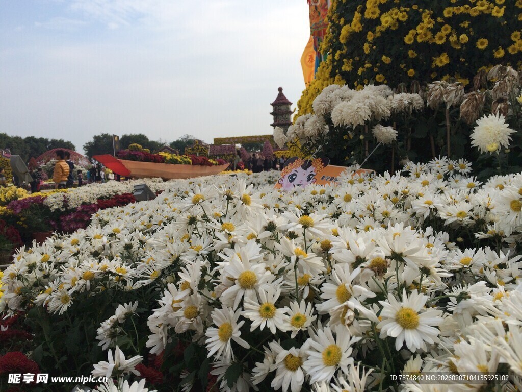 缤纷菊花绽放美丽景致