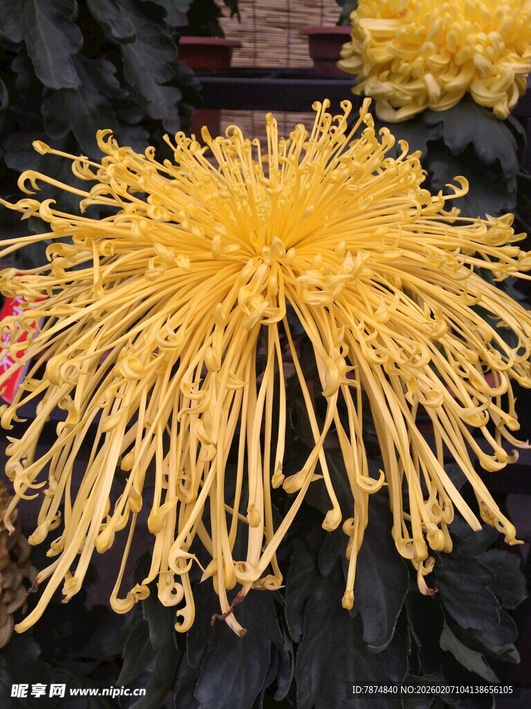 金黄丝状菊花特写