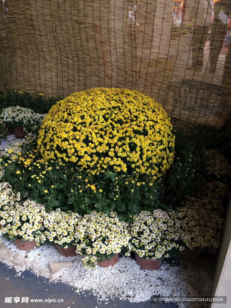 球状菊花与周边花卉景观