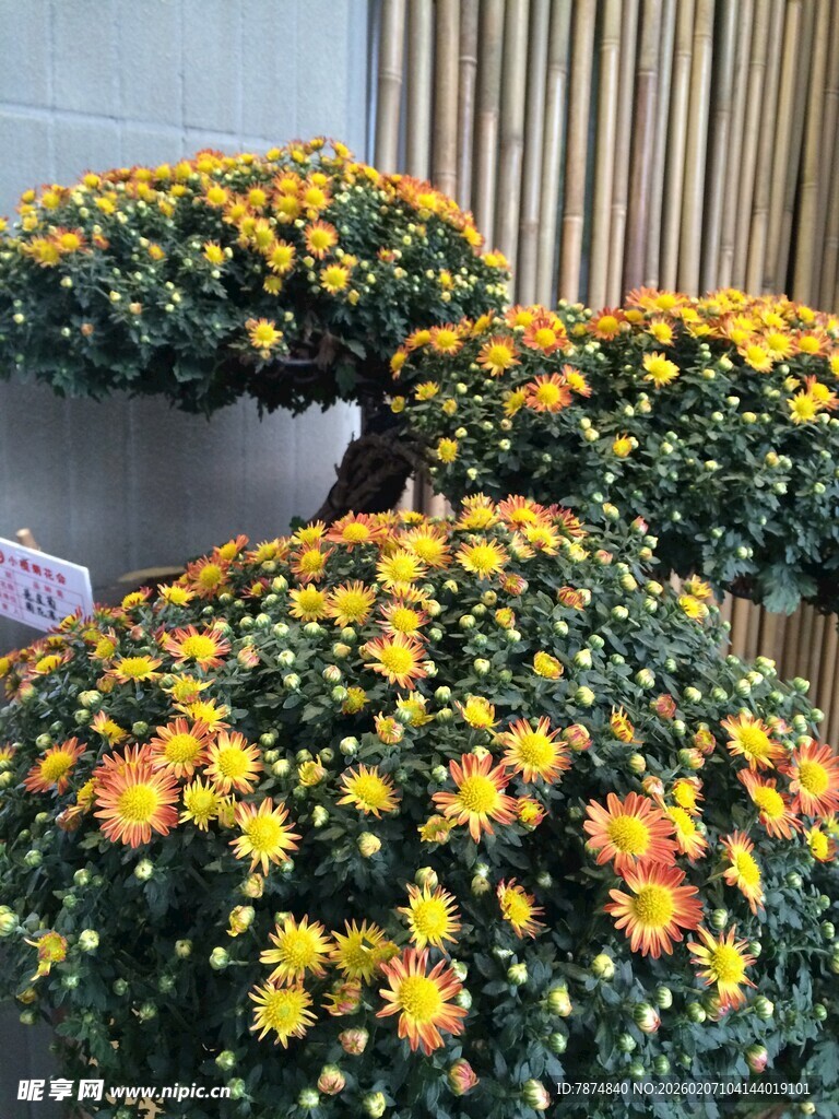 多彩菊花盆栽绽放室内