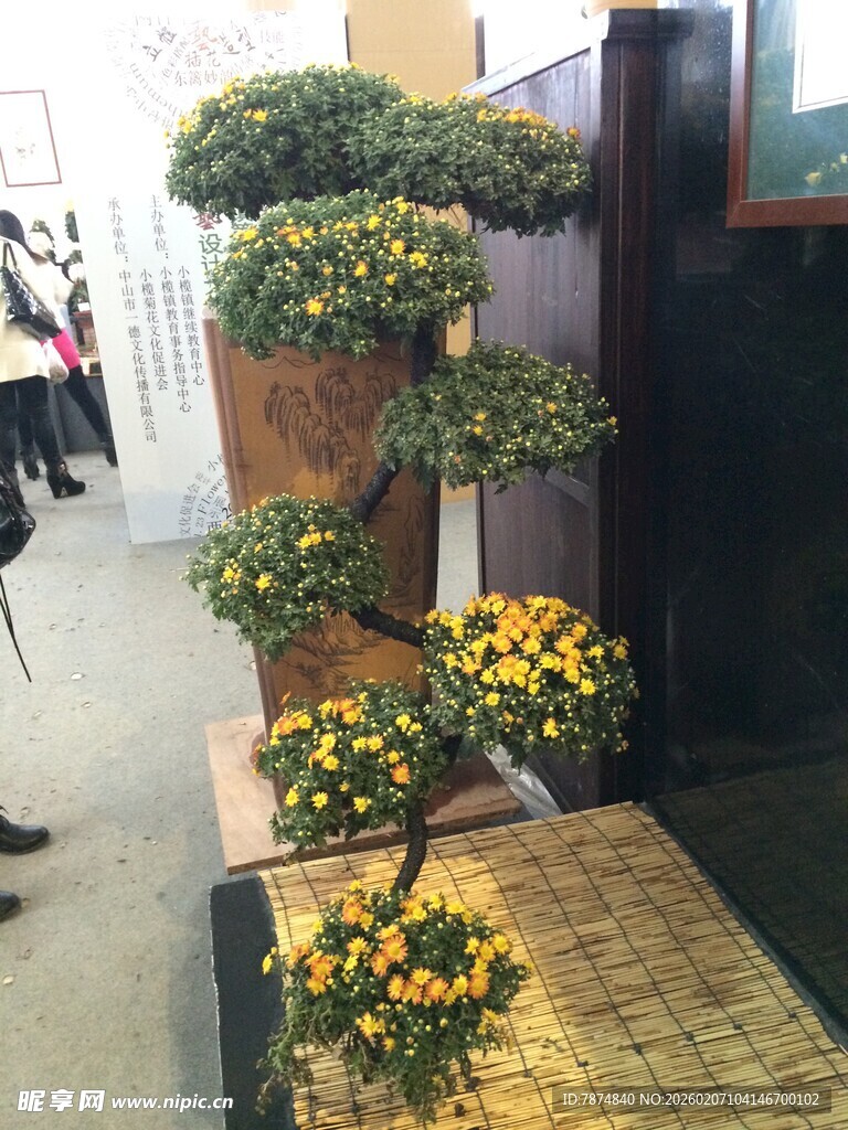 多层菊花盆景造型美观