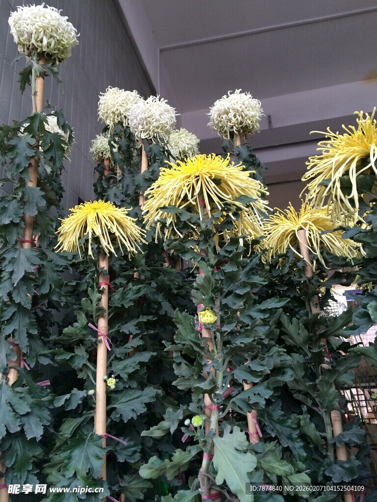 绽放的多彩菊花