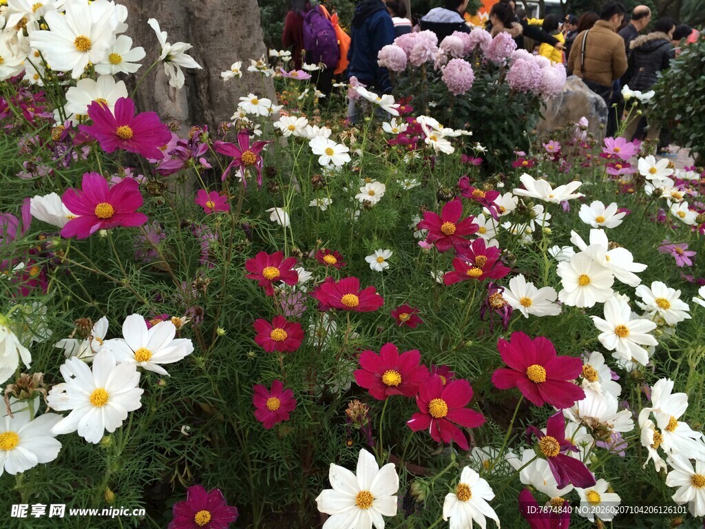 多彩花卉绽放的美丽景象