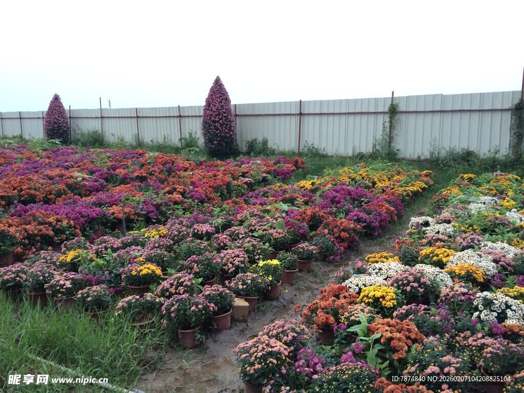 多彩花卉种植园景观