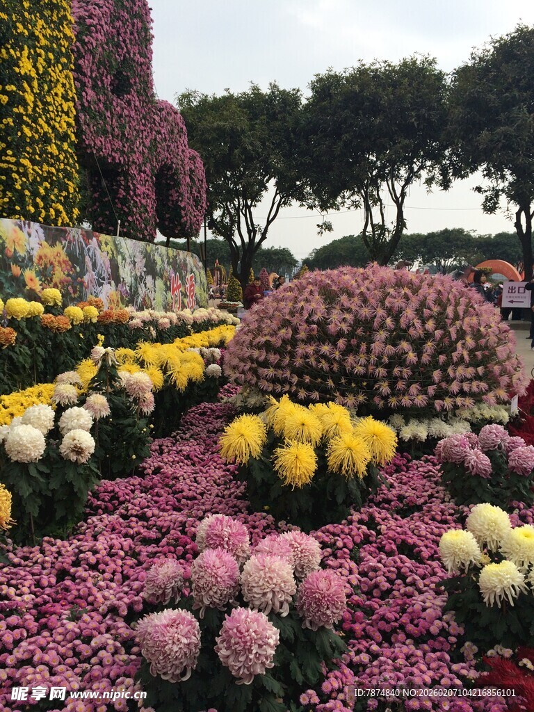 缤纷花海 多彩菊花绽放