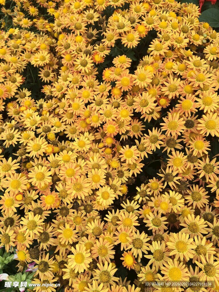 金黄灿烂的密集小花