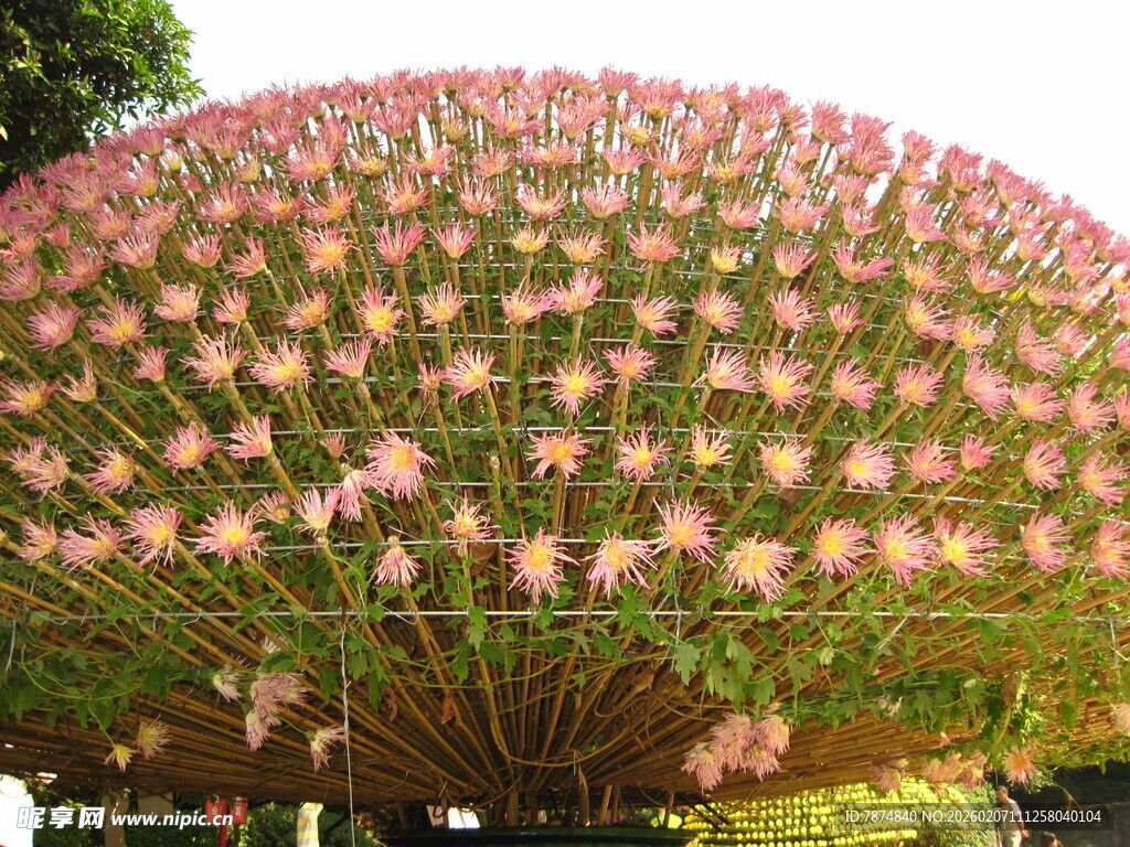 盛开的粉色合欢花树冠