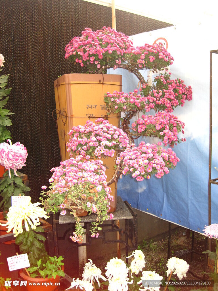 室内多彩花卉展示