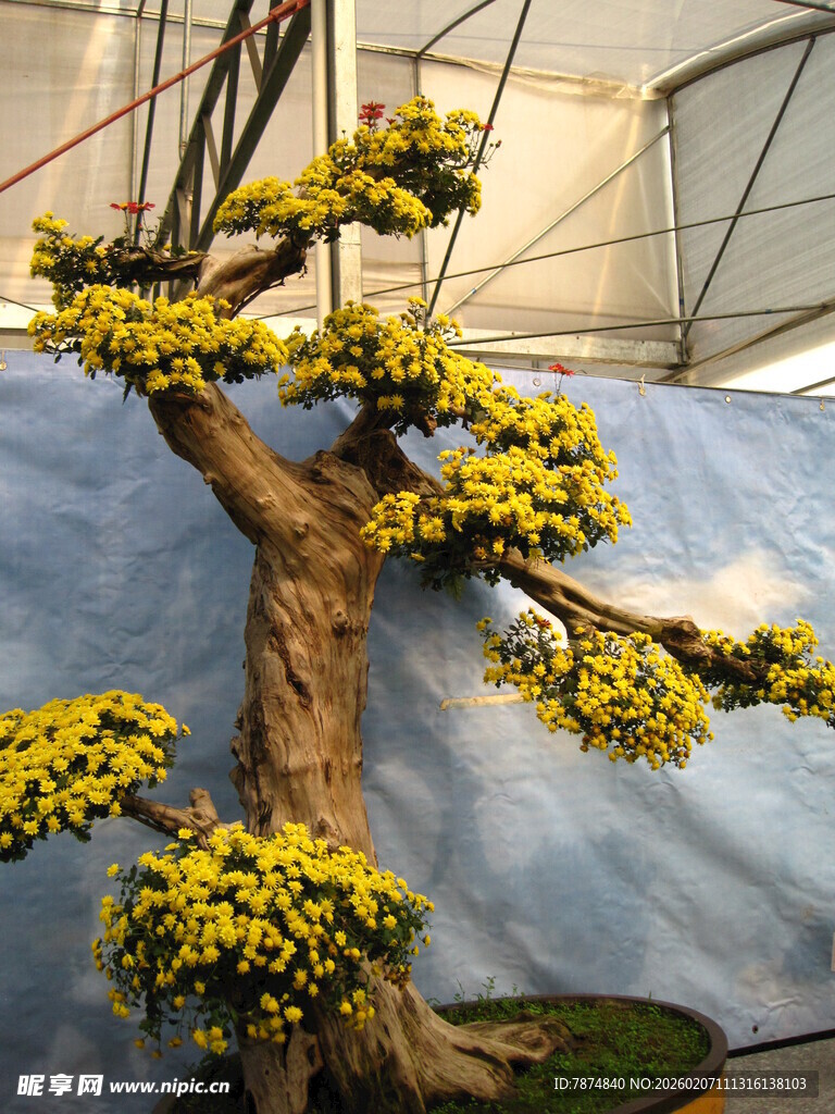 金黄盆景树 尽显自然雅致