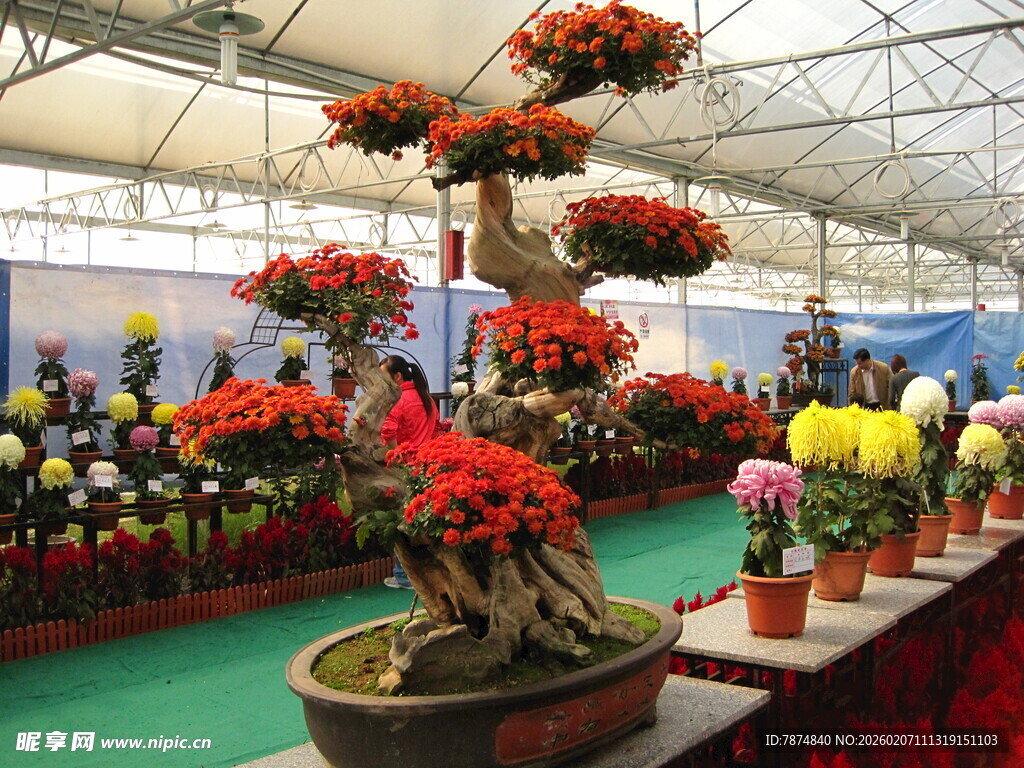 室内花卉展中的艳丽盆景