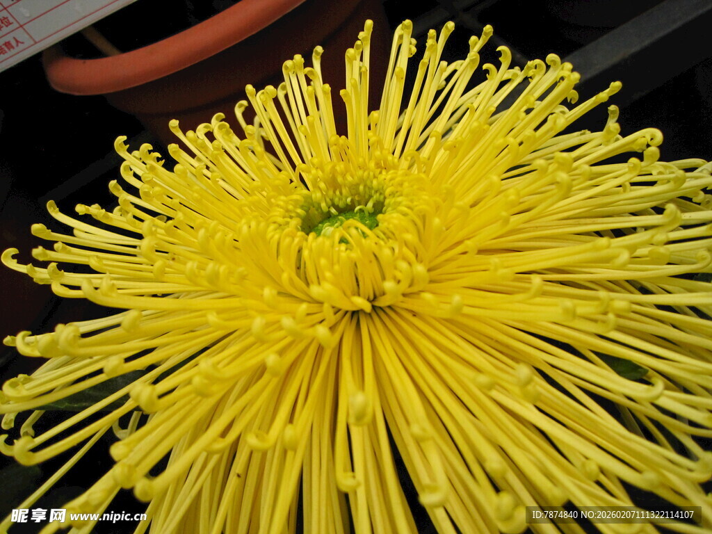 金黄绽放的美丽菊花