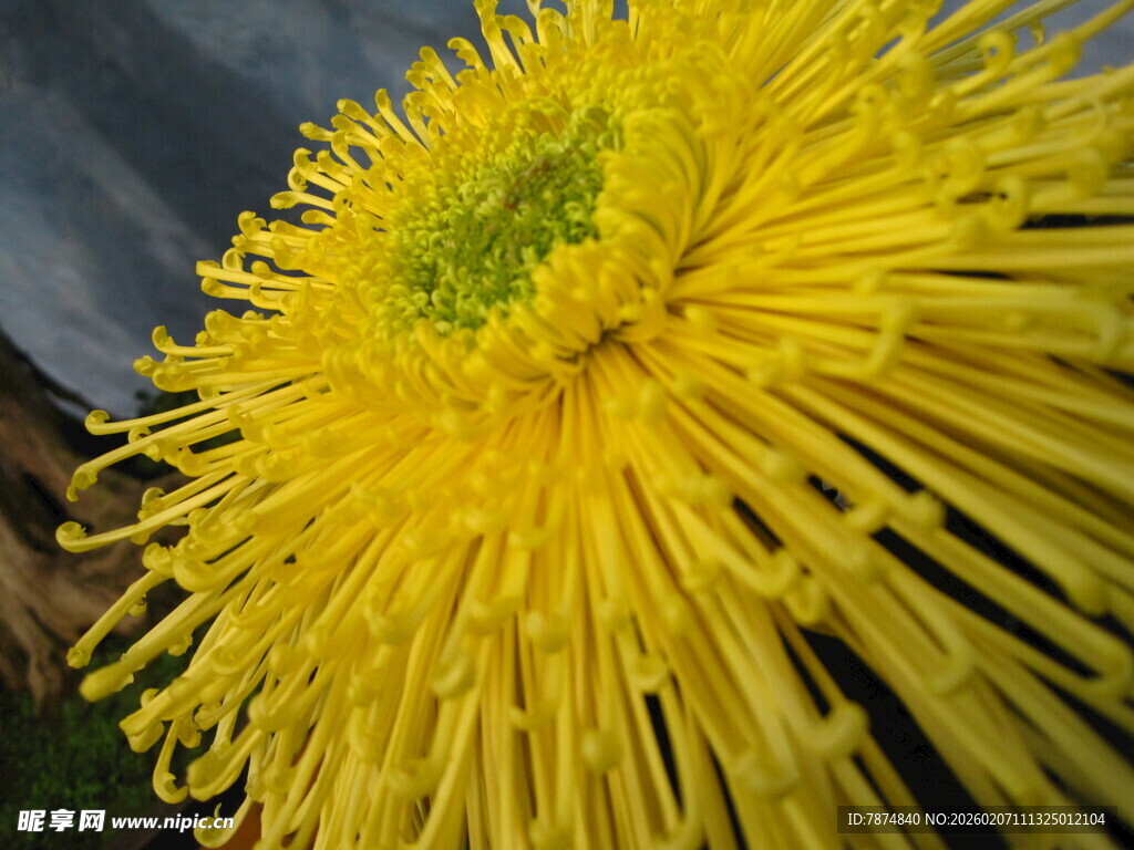 黄色丝状菊花特写
