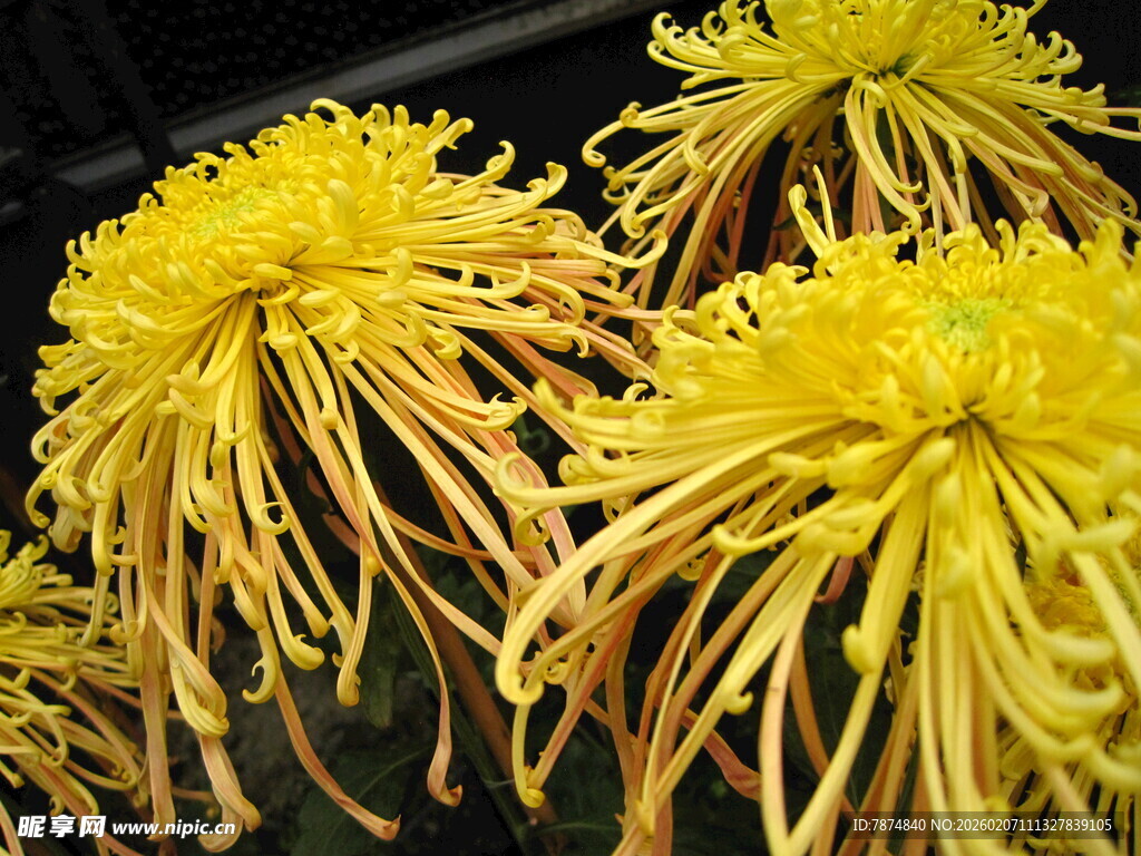 金黄丝状菊花特写