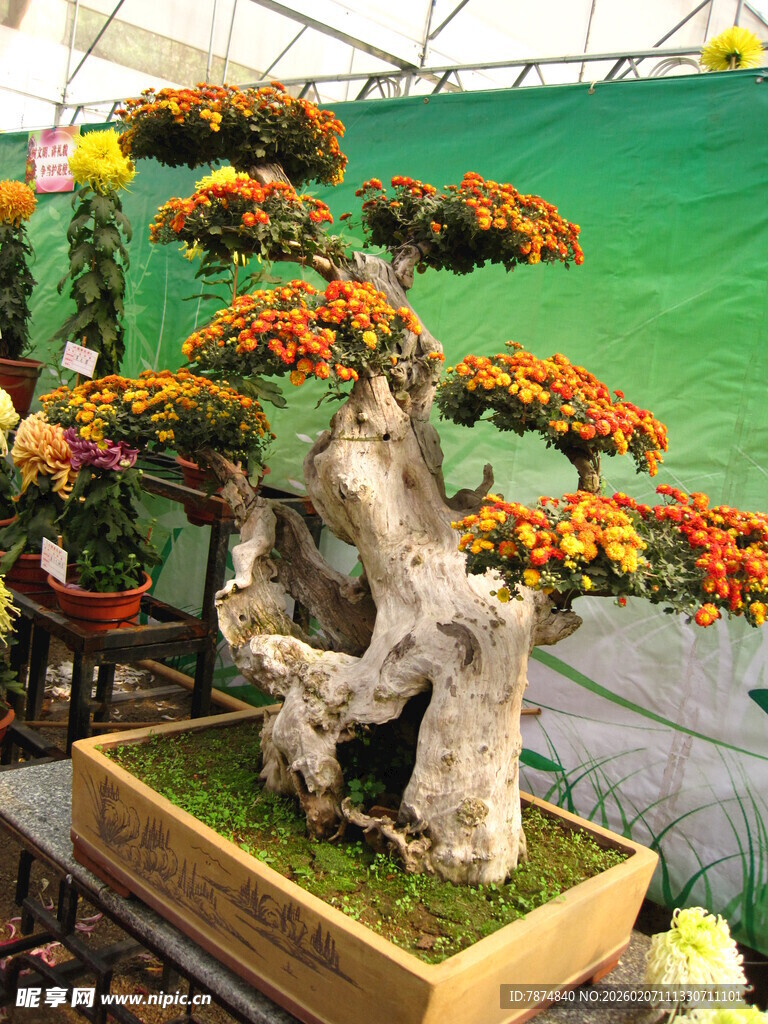 精美盆景艺术展示