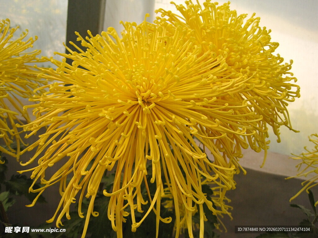 金黄绽放的美丽菊花