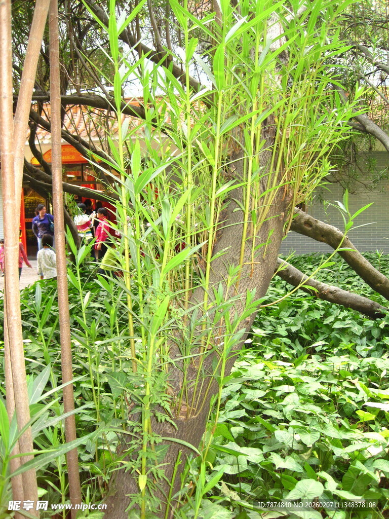 竹林间的中式建筑一角