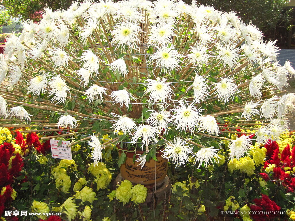 繁花簇拥的精美菊花盆景