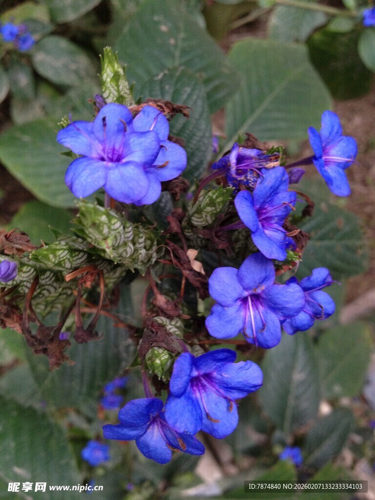 蓝紫色小花绽放绿叶间