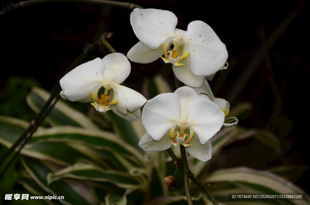优雅白色蝴蝶兰绽放