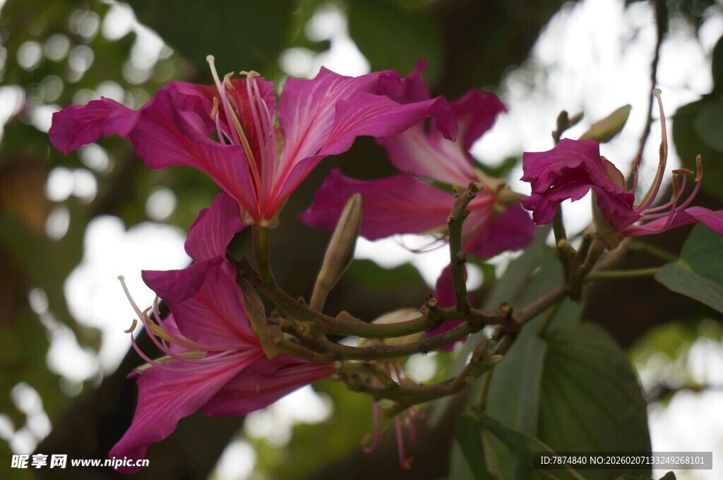 娇艳绽放的紫红色花卉