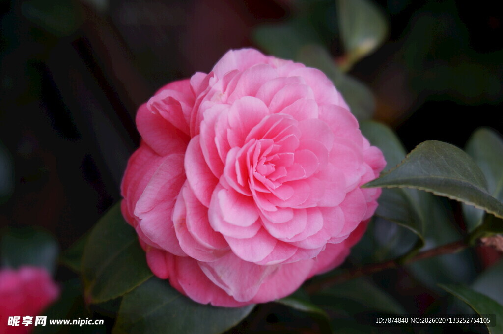娇艳粉色山茶花特写