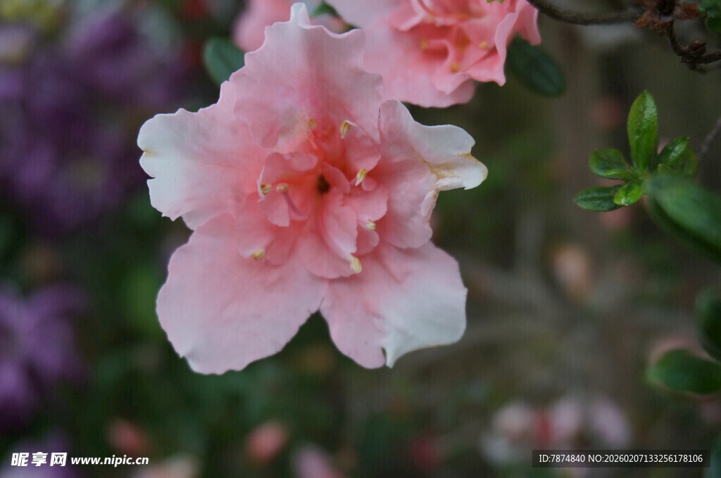 娇艳粉色杜鹃花绽放