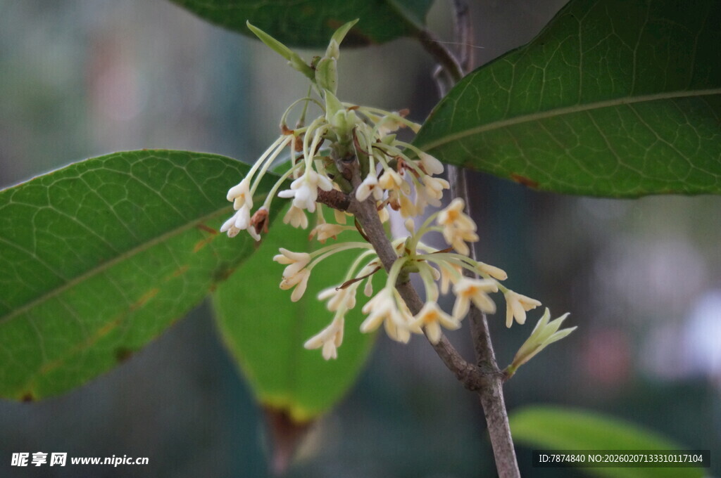 枝头绽放的淡黄小花