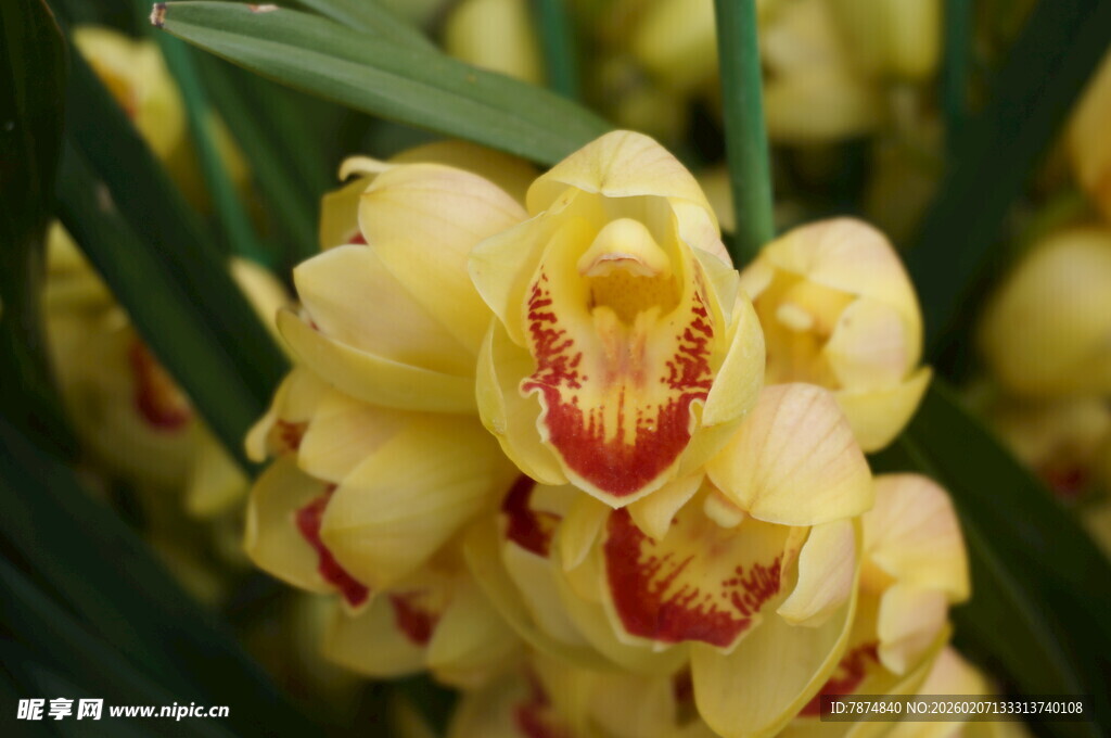 黄色带纹兰花特写