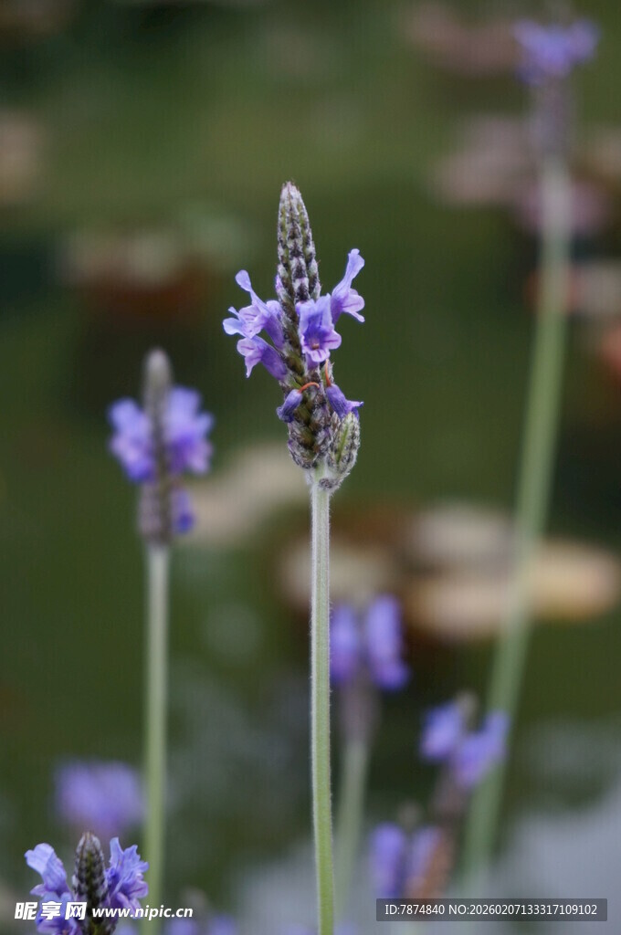 美丽薰衣草绽放于绿地