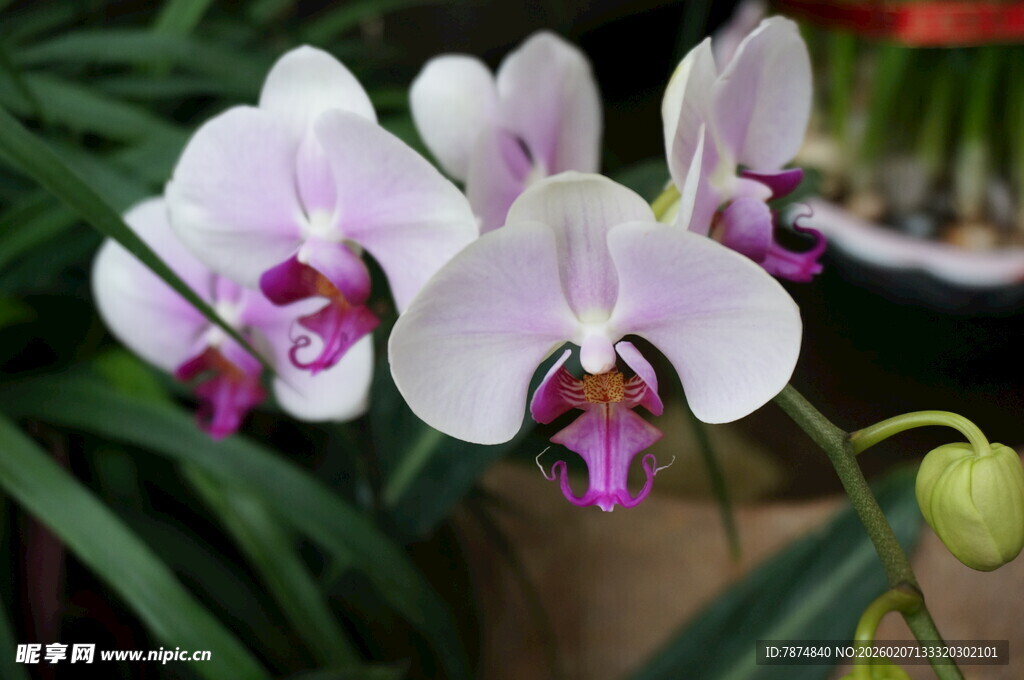 优雅绽放的白色蝴蝶兰