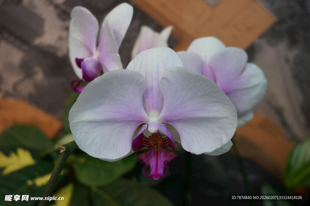 优雅淡紫蝴蝶兰绽放