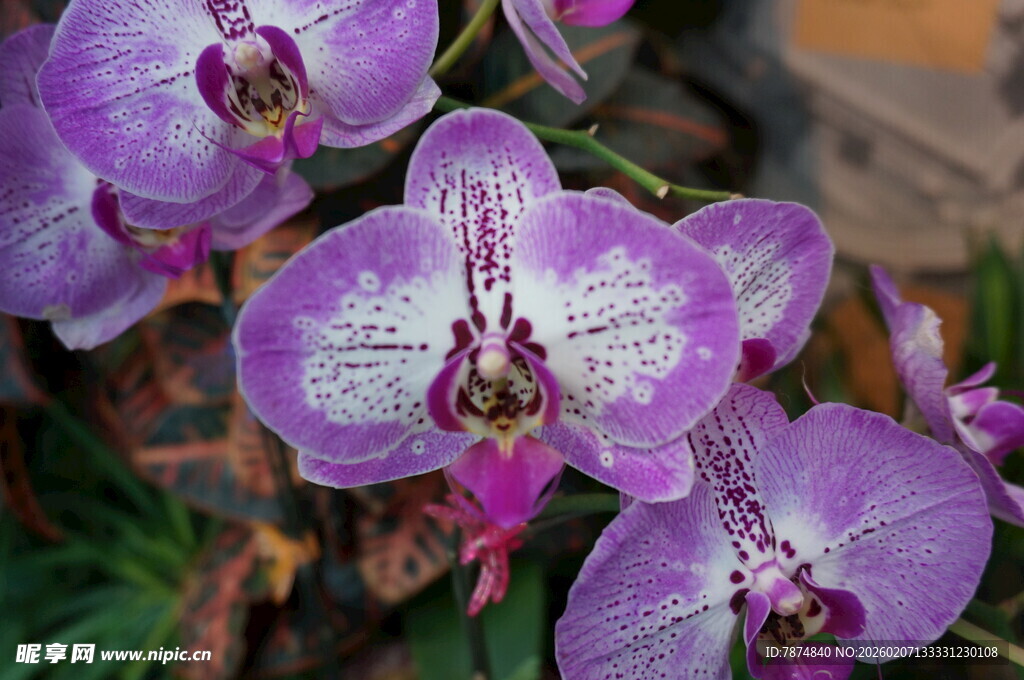 紫色蝴蝶兰绽放